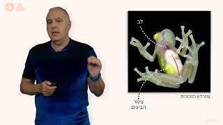 דו חיים - עוד מנפלאות הדו-חיים