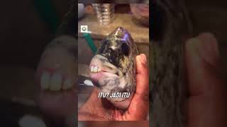 Download lagu Fish with Human Teeth? Here They Are! mp3