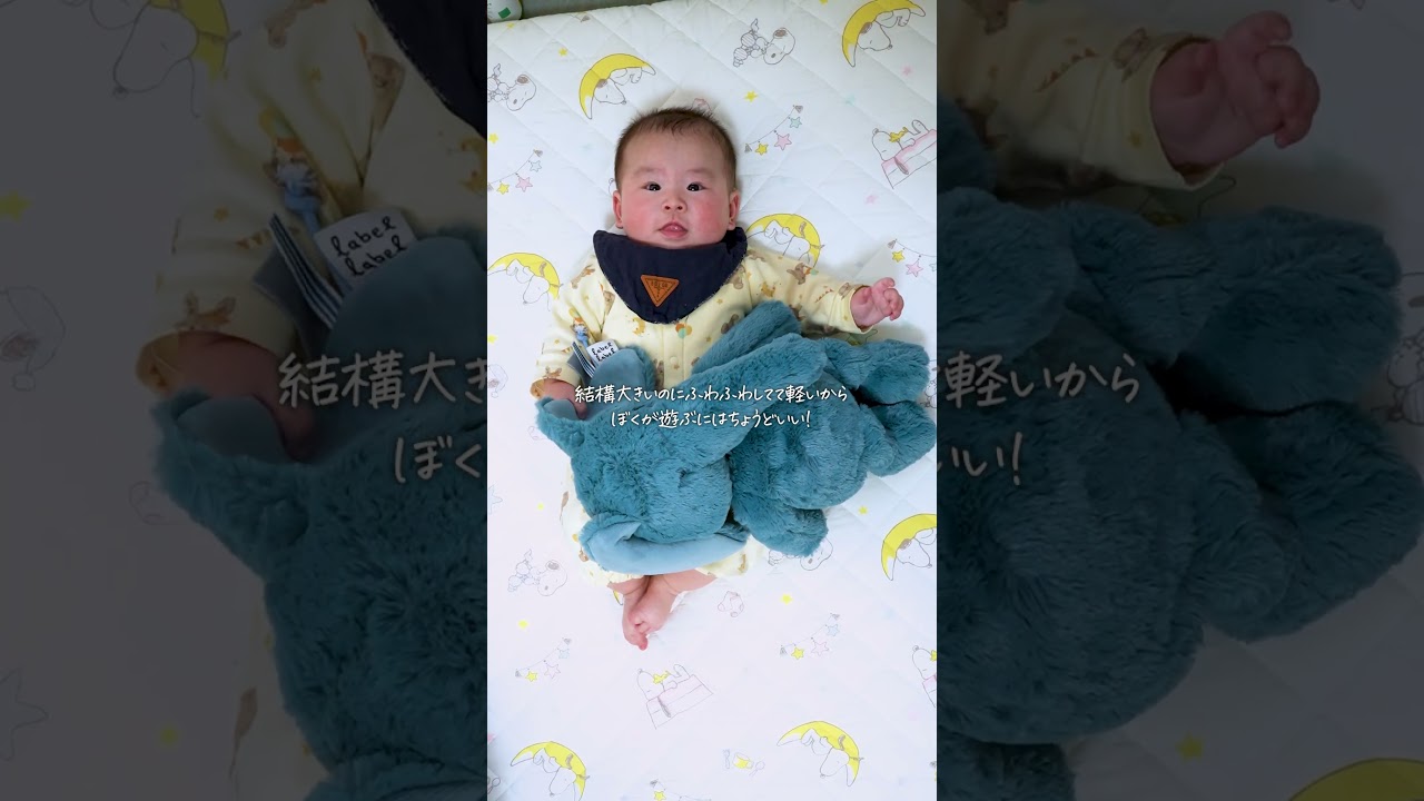 こたろーさんに新しいお友達ができた🐘毛並みがふわふわしてて、触り心地が最高のゾウさんだ！