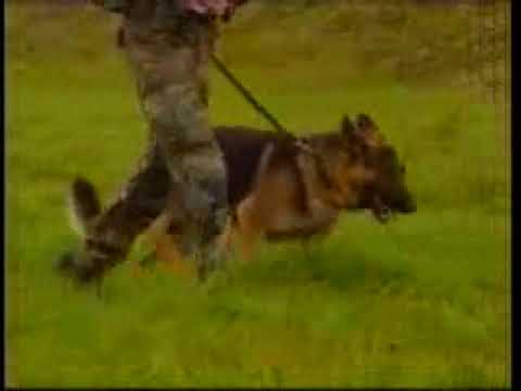 1995 2 gbr dokumentarni film