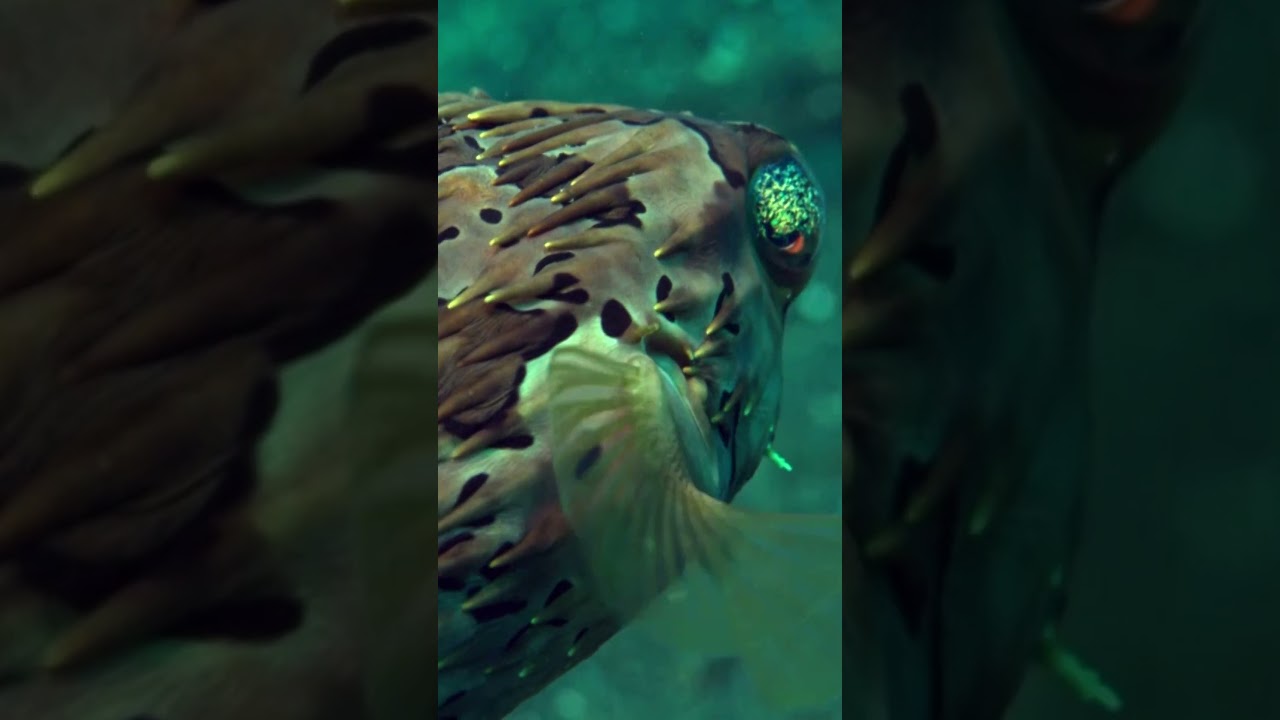 Iridescent Eyes of the Porcupinefish