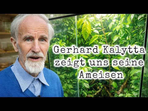 Gerhard Kalytta shows us his ants