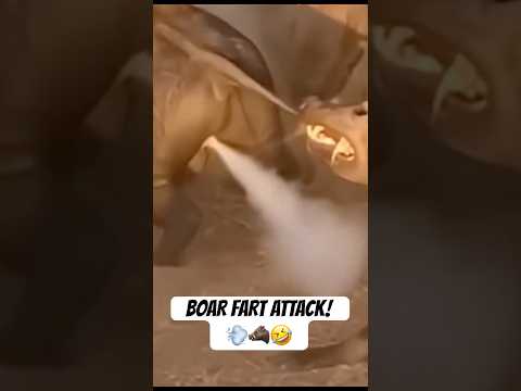 The Boar’s Secret Weapon: Fart Defense Against Hyenas! 🤣🐗🛡️