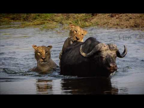 image-Who owns Chobe Game Lodge?