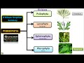 Classification of Pteridophytes with Example | Plant Classification