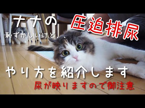 猫が間違った場所で排尿するのを防ぐ方法