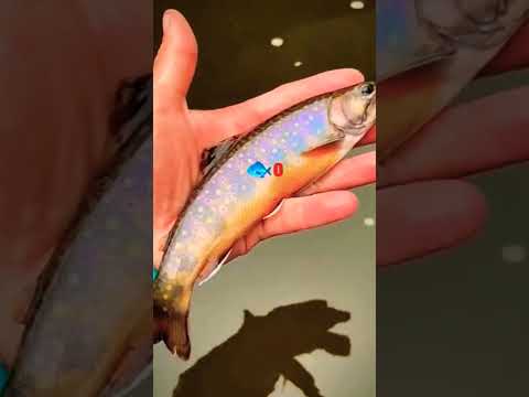Trout 2  colour full fish #viral #shortfeet #hashtags#f