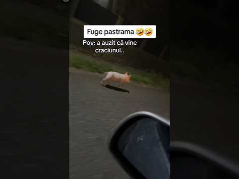 a scăpat  porcul de Crăciun ❗ cine vine sa îl prindem?🤣🤣 #pigs #funny #romania #porc #food #fyp