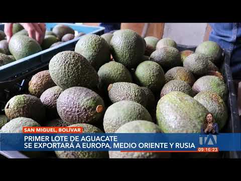 En San Miguel de Bolívar se produce aguacate hass de altura de alta calidad.