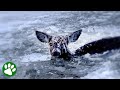 Frozen Deer Rescued From Icy Nightmare