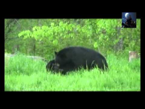 1Q Sapro - Ursu din Carpati [HD]