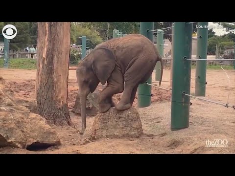 Fitz the elephant caught balancing on a rock