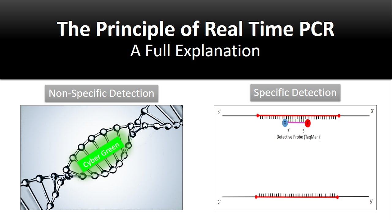 The principle of Real Time PCR, Reverse Transcription, quantitative rt-PCR