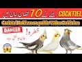 Cockatiel Parrot Rakhne Ke 10 Nuksan Cockatiel Bird Tips For Beginners Cockatiel Breeding Tips