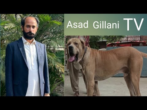 Top Class Bloodline Dogs Breed Of Ch Azam Ali Gujjar Interview. Host Peer Sabir