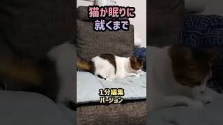 Download lagu 【猫】うちの猫　りんレディです。　眠りに就くまで約３分　#shorts mp3