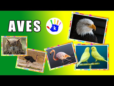 Animais para Educação Infantil #3 - Aves