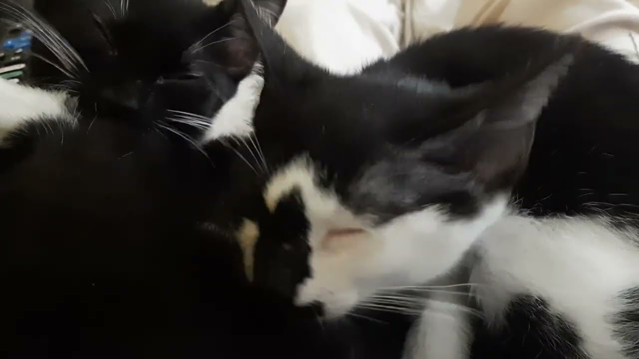 Enlarge Robin, a ADOPTABLE Domestic Short Hair in Smithfield, NC video 5/5