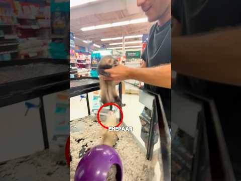 Er hat die beiden Frettchen getrennt 🥺 #shorts