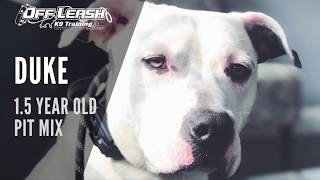 Download Lagu NYC DOG TRAINERS | QUEENS DOG TRAINERS | 1.5 Year Old Pit Mix, Duke! Thumbnail