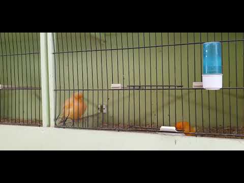 Norwich canarys breeding team for 2021