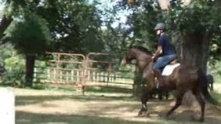 preview picture of video '*Glebedale Statesman 2003 14.1 Imported British Riding Pony'