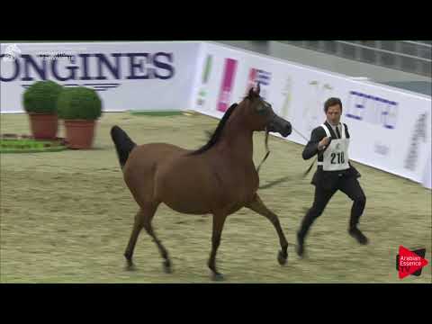 210 MUNIRAH AL BIDAYER Sharjah International 2018