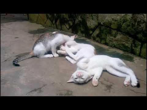 പൂച്ച പ്രേമി.. ഇത് പൊളിച്ചു പൂച്ചകൾ..😍 VIJIN VICHU SPECIAL