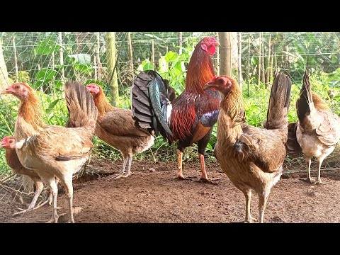 Asil/Yellow Legged Hatch to Mclean Hatch Hen