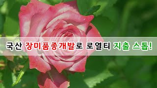 [경기도농업기술원] 국산 장미 품종개발로 로열티 지출 스톱