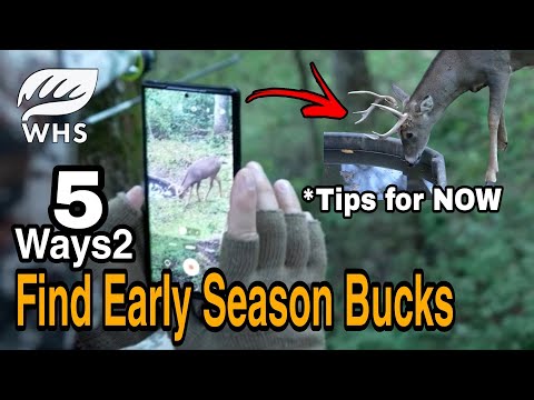 How To Hunt Early Season Bucks