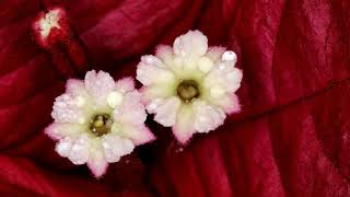 Vikky Carr   Somos Novios   Traduzido