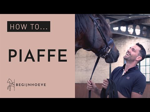 How to train Piaffe? | Begijnhoeve | How to #1