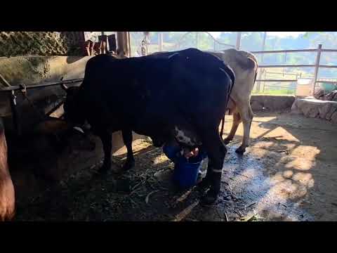 Disponible en Sonsonate santo domingo de Guzmán WhatsApp 60632341