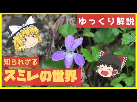 YouTube動画集 (1) 【ゆっくり解説】スミレの世界へようこそ すみれの部屋 インターネットすみれ図鑑