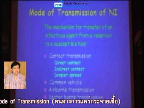 ม้าเชื้อโรคจีน สมุนไพรสำหรับความอ่อนแอชาย