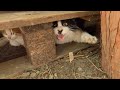 Trying To Give A Furious Tux Cat Food