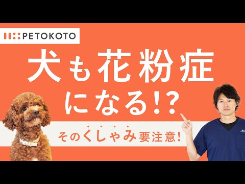 犬がよくくしゃみをします。原因は何でしょうか?