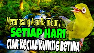 Download lagu CIAK KECIAL KUNING BETINA TERAPI KECIAL MERANGSANG AGAR RAJIN BUNYI SETIAP HARI mp3 Download lagu CIAK KECIAL KUNING BETINA TERAPI KECIAL MERANGSANG AGAR RAJIN BUNYI SETIAP HARI mp3