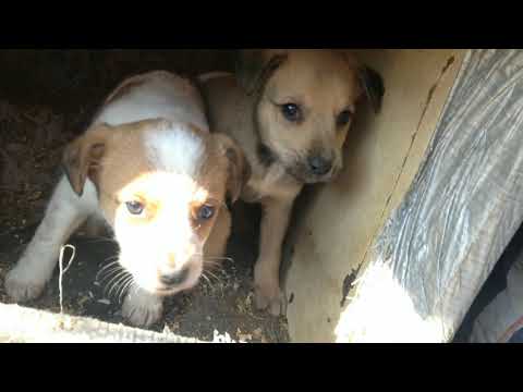 🐕Осталось два щеночка Наши подопечные щенки. Дворняжки.🐕