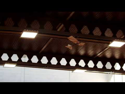 Indoor Flying 26 01 23