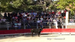 preview picture of video 'Vendargues jeunes raseteurs 26 octobre 2014 partie 1'