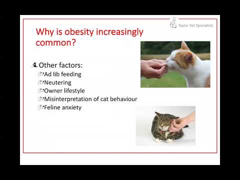 The growing problem with feline obesity