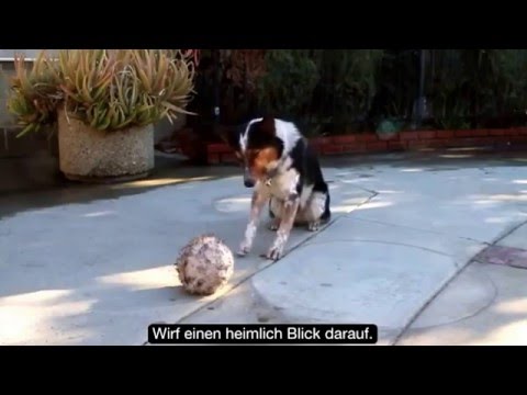 Der intelligenteste Hund der Welt