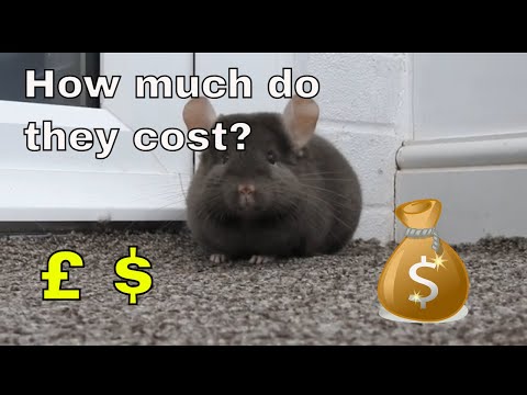 How much do chinchillas cost?