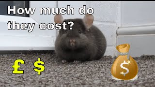 How much do chinchillas cost?