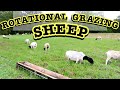 Rotational Grazing Sheep On A Small Scale