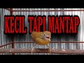 MASTERAN JENGGOT MINI KECIL BESETAN RAPAT