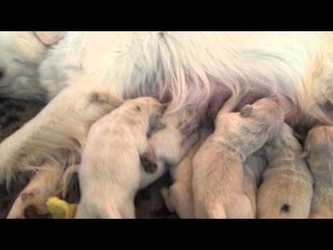 Samia & Mojo Babys an der Milchbar