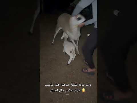 وحد نعجة لقينهاا ضرعهاا عمار بلحليب شوفو شكون حال لمشكل 😂 #shorts